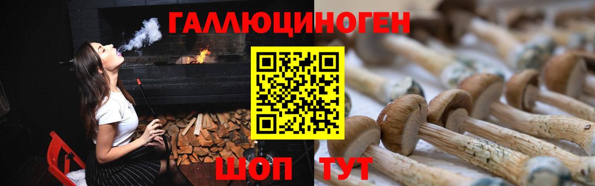 Псилоцибиновые грибы Psilocybine cubensis Гуково